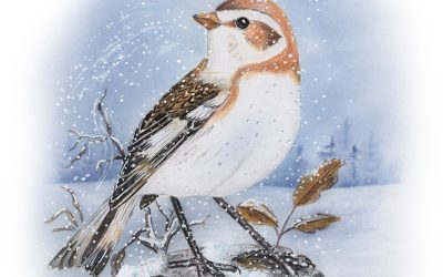 You Can Draw a Snow Bunting