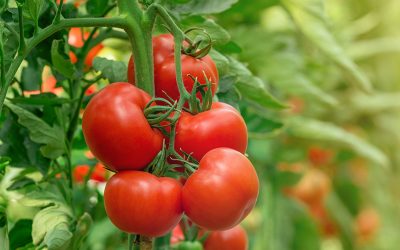 Raising Tomatoes