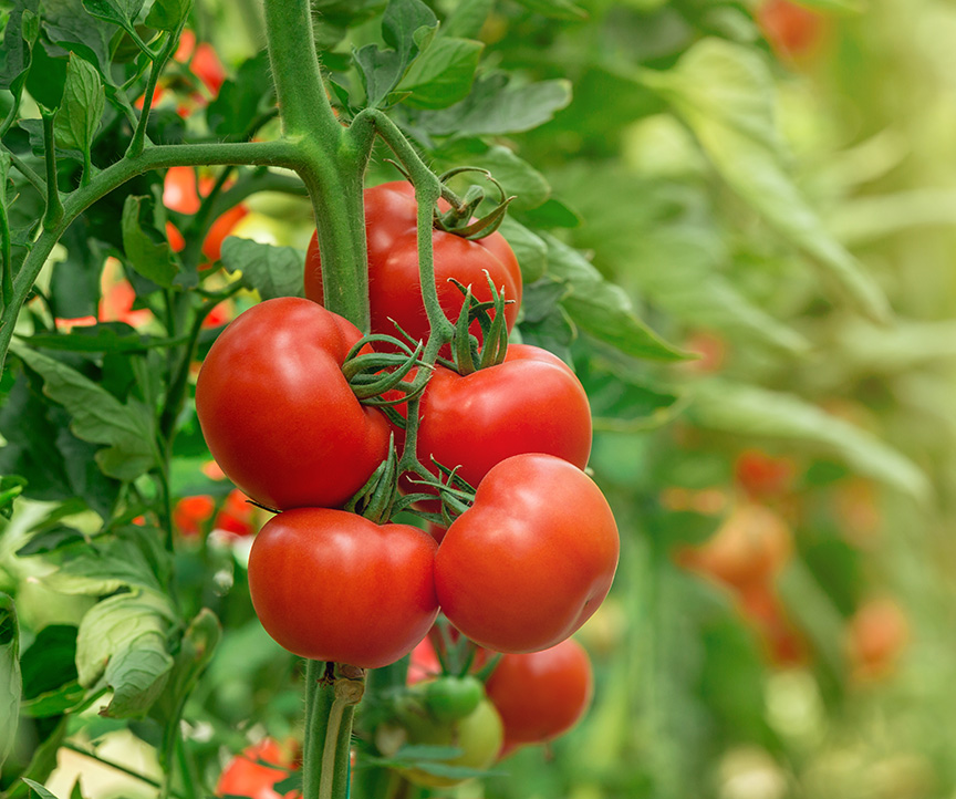 tomatoes growing