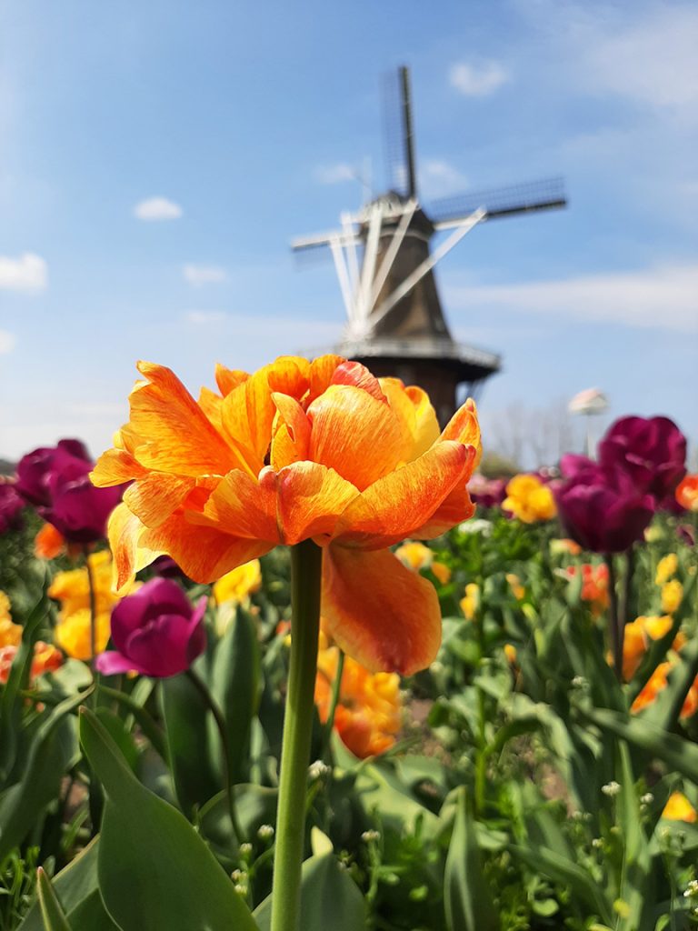 lilies in front of a windmill