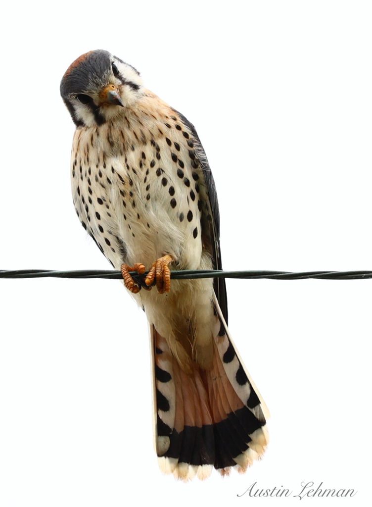 American kestrel on wire