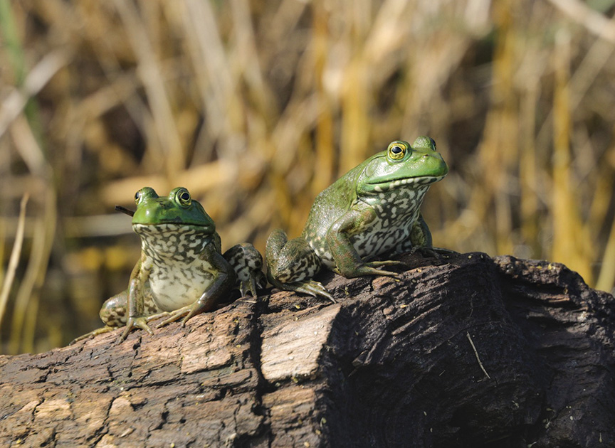 American bullfrogs sitting on log