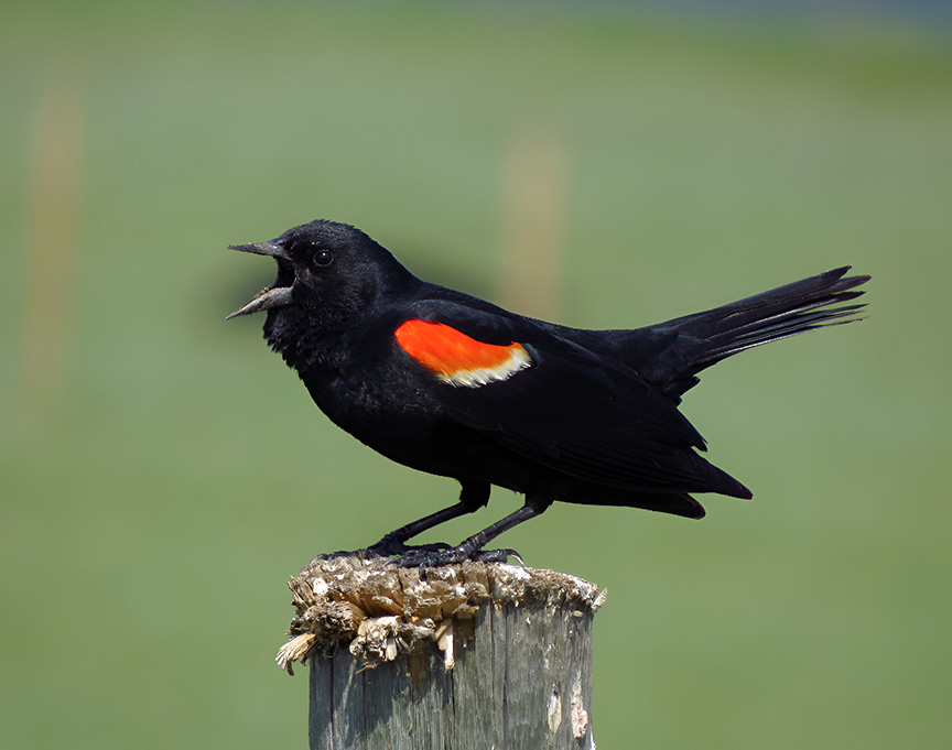 Red-winged Blackbird on post