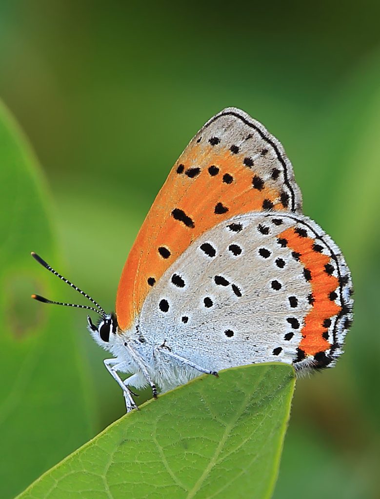 Bronze copper on a leaf