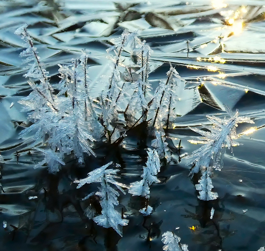 ice in twigs