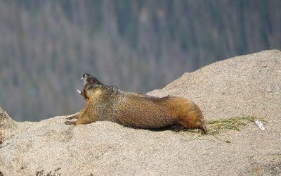 A Marmot’s Life