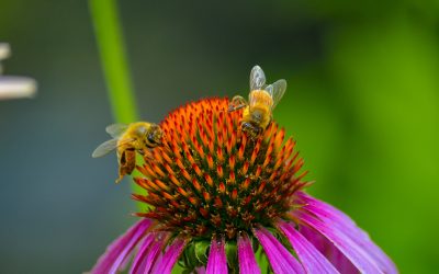 Busy Bees Quiz