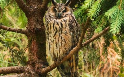 January Birding