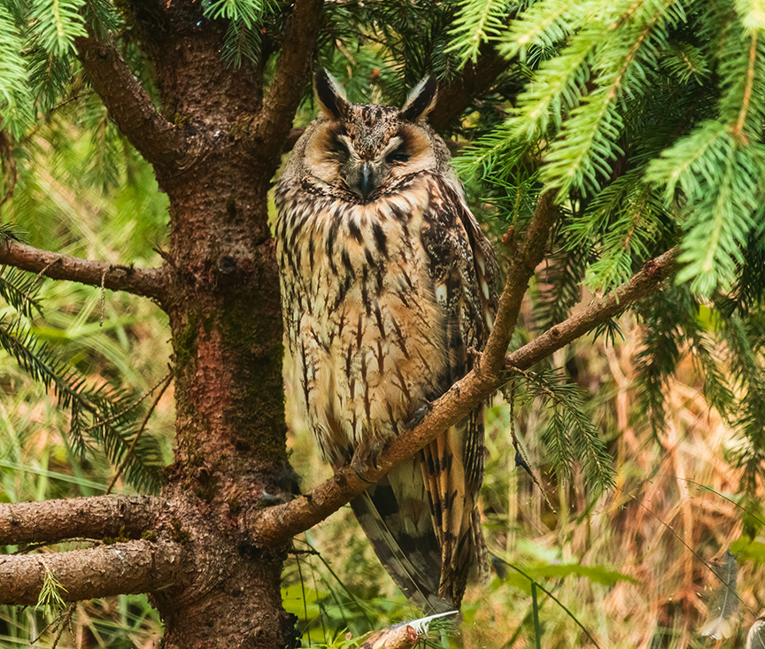 Long-eared owl on evergreen
