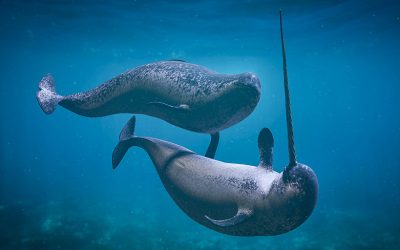 The Tusked Whale