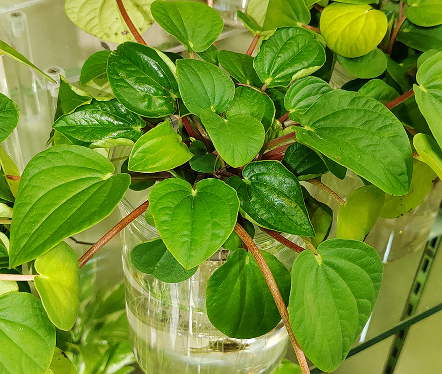 Peperomia plants