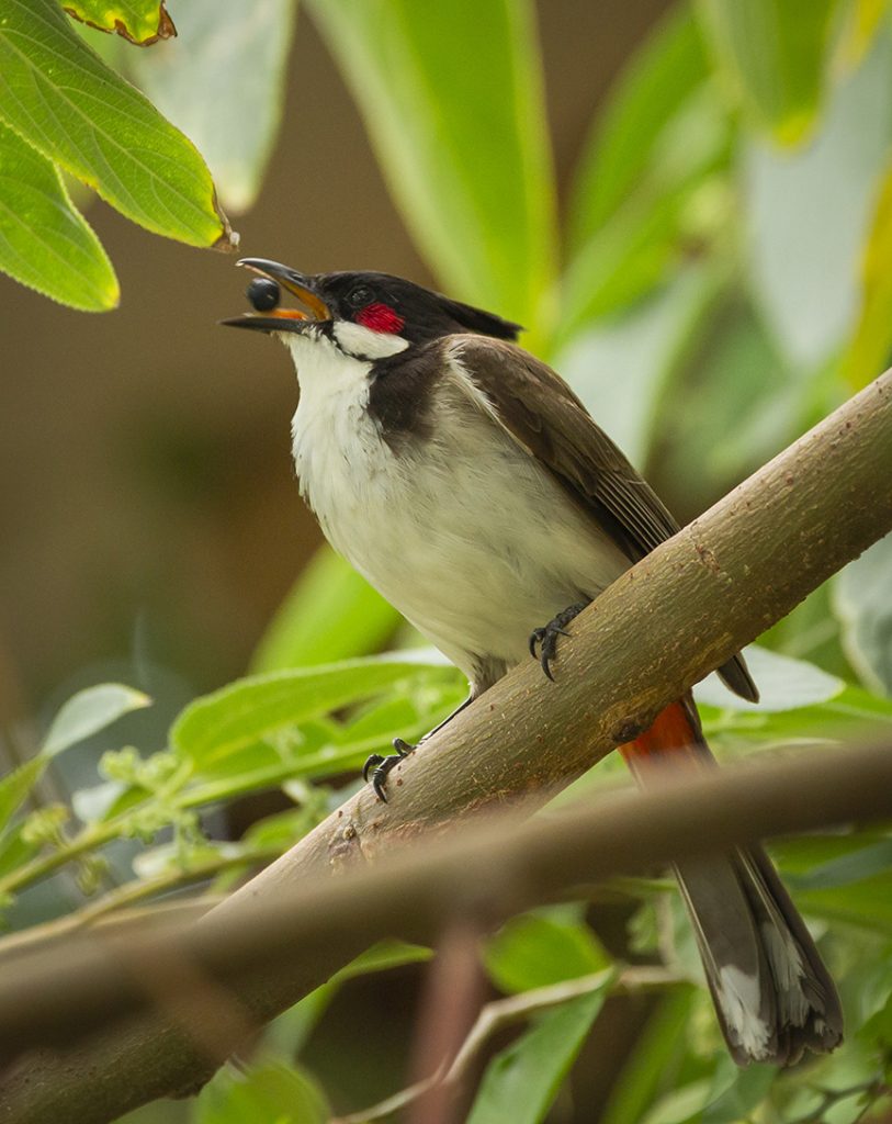 Red-whiskered Bulbul