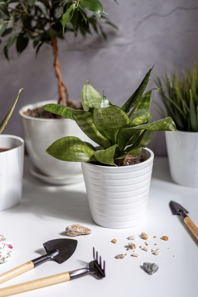 jade plant