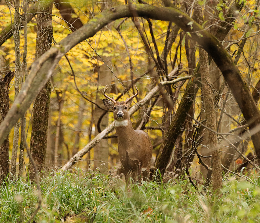 white tailed buck in woods
