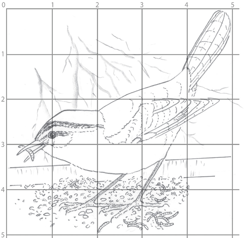 Carolina Wren art lesson step 1