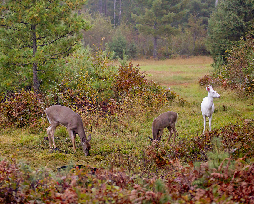 white-tailed deer in a field