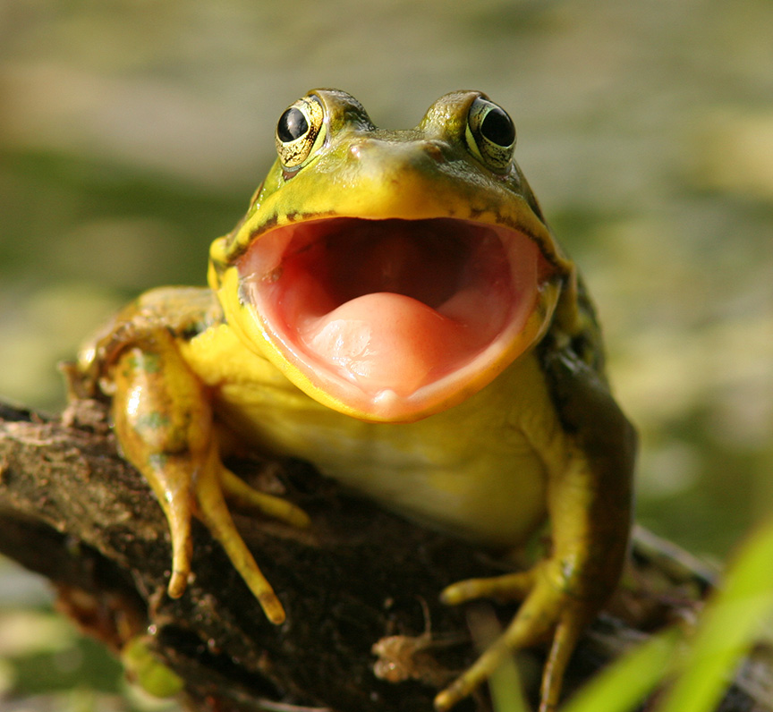green frog with mouth open