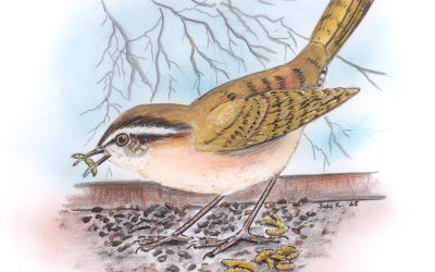 You Can Draw a Carolina Wren Submissions