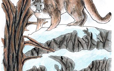 Invisibles, January 2026: Cougar