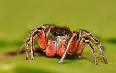 My Quest for a Colorful Jumping Spider