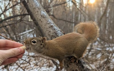 In Which I Made Friends With a Squirrel