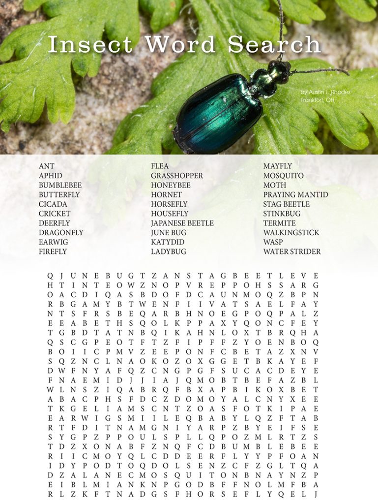 insect word research puzzle