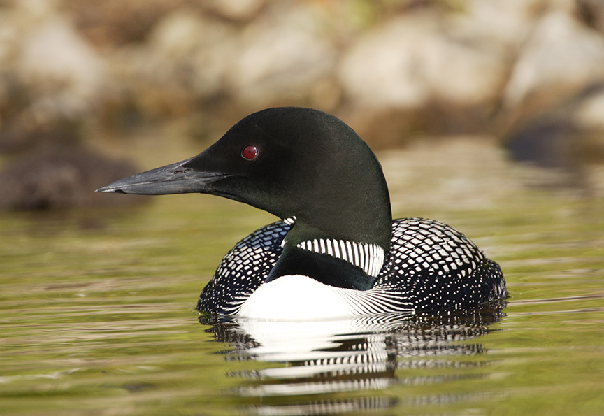 common loon on water
