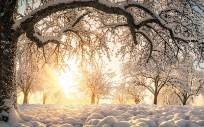 Winter Garden