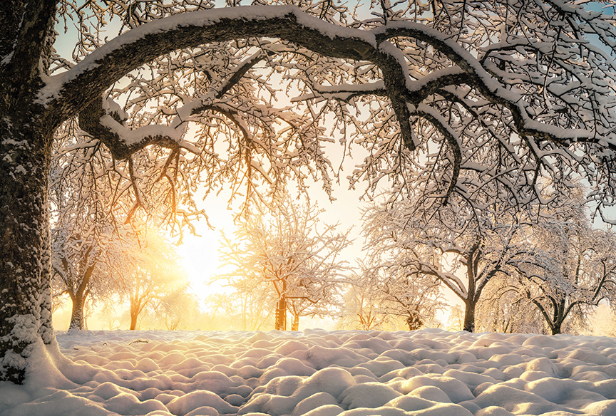 tree in the snow