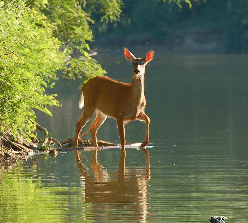 white-tail deer in edge of water