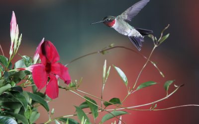 Learning By Doing, Creating a Backyard Hummingbird Sanctuary
