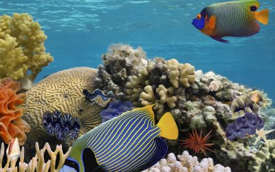 Invisibles, March 2026: Coral Reef