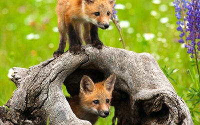 Caption This Fox