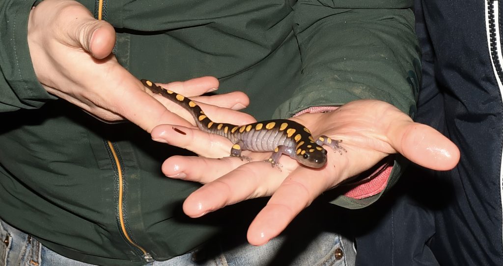 spotted salamander