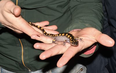 Salamander Night Again
