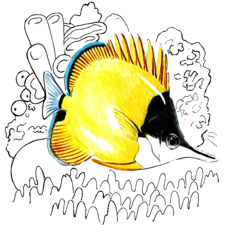 butterflyfish step 2