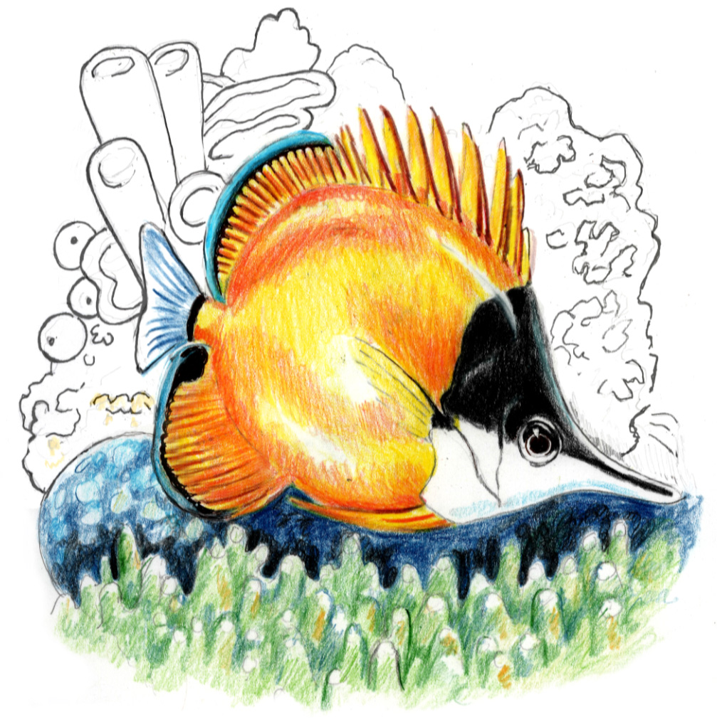 butterflyfish step 3