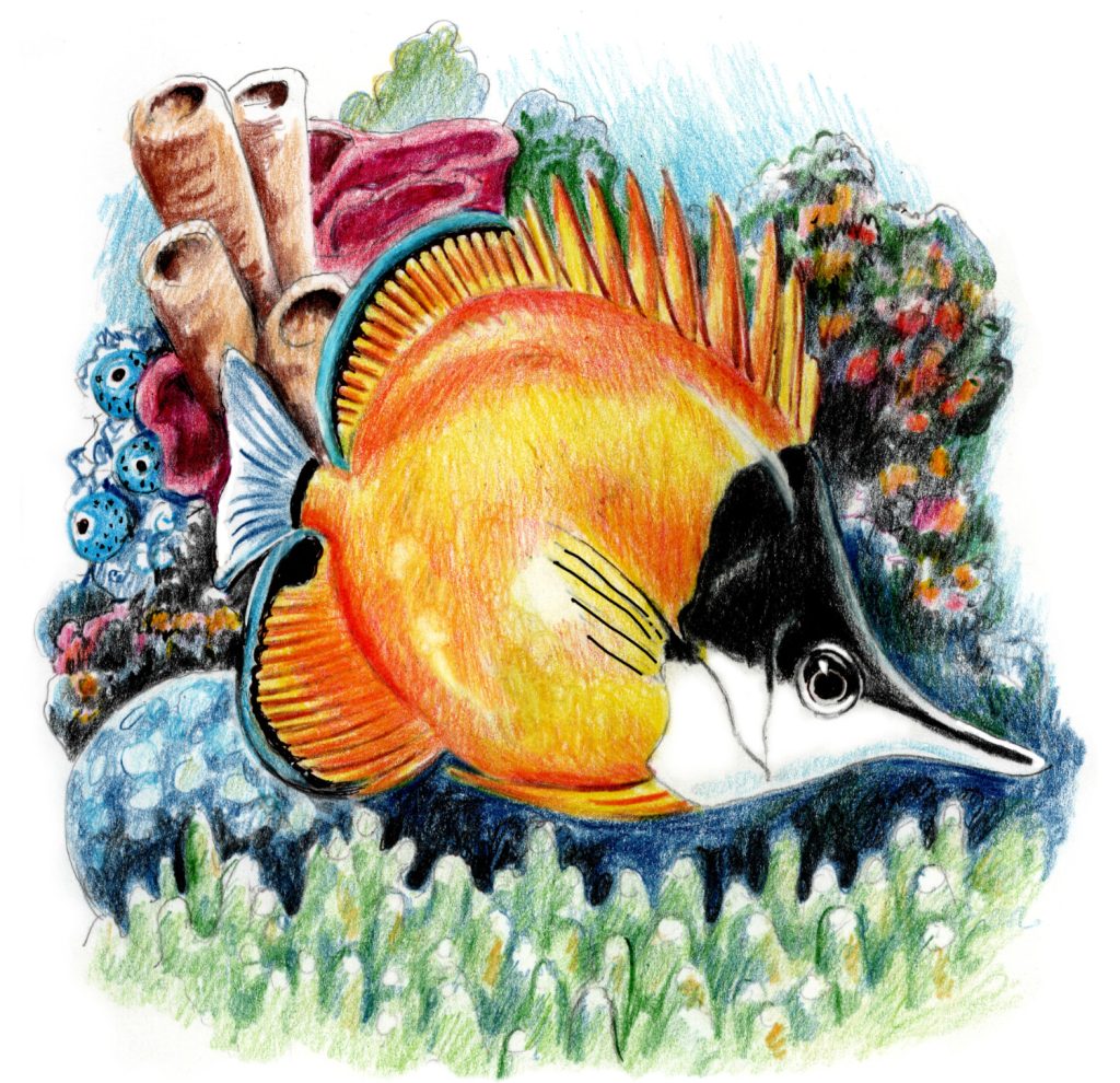 butterflyfish final step