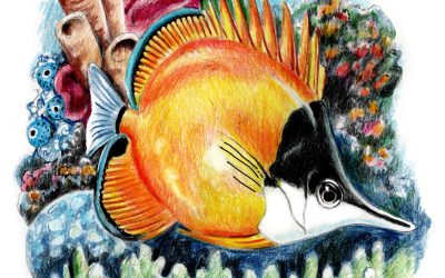 You Can Draw a Butterflyfish Submissions