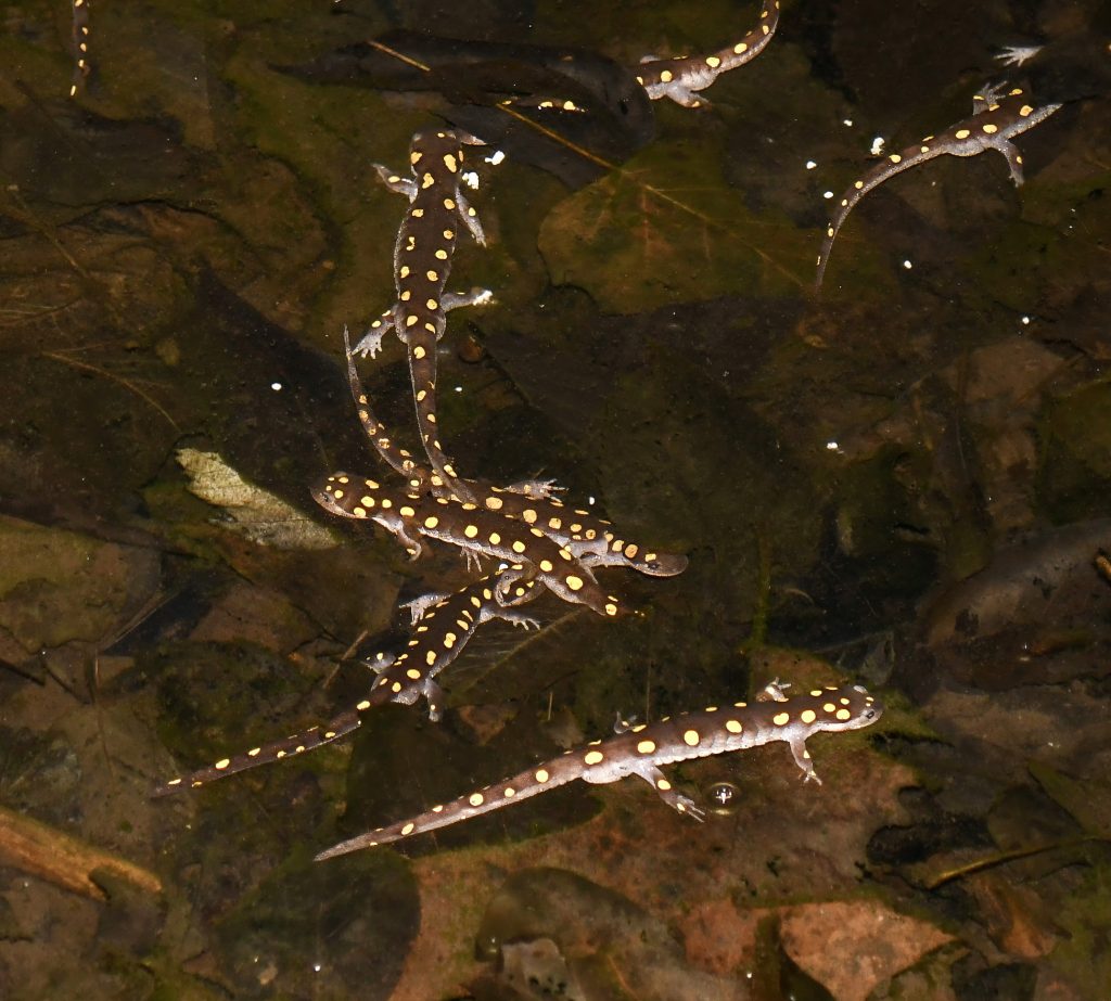 Spotted Salamanders in pond