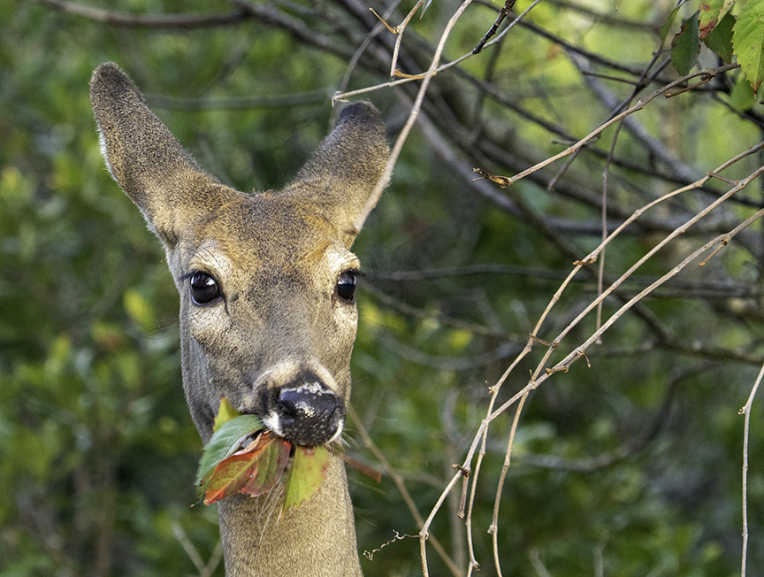 whit-tailed doe eating blackberries