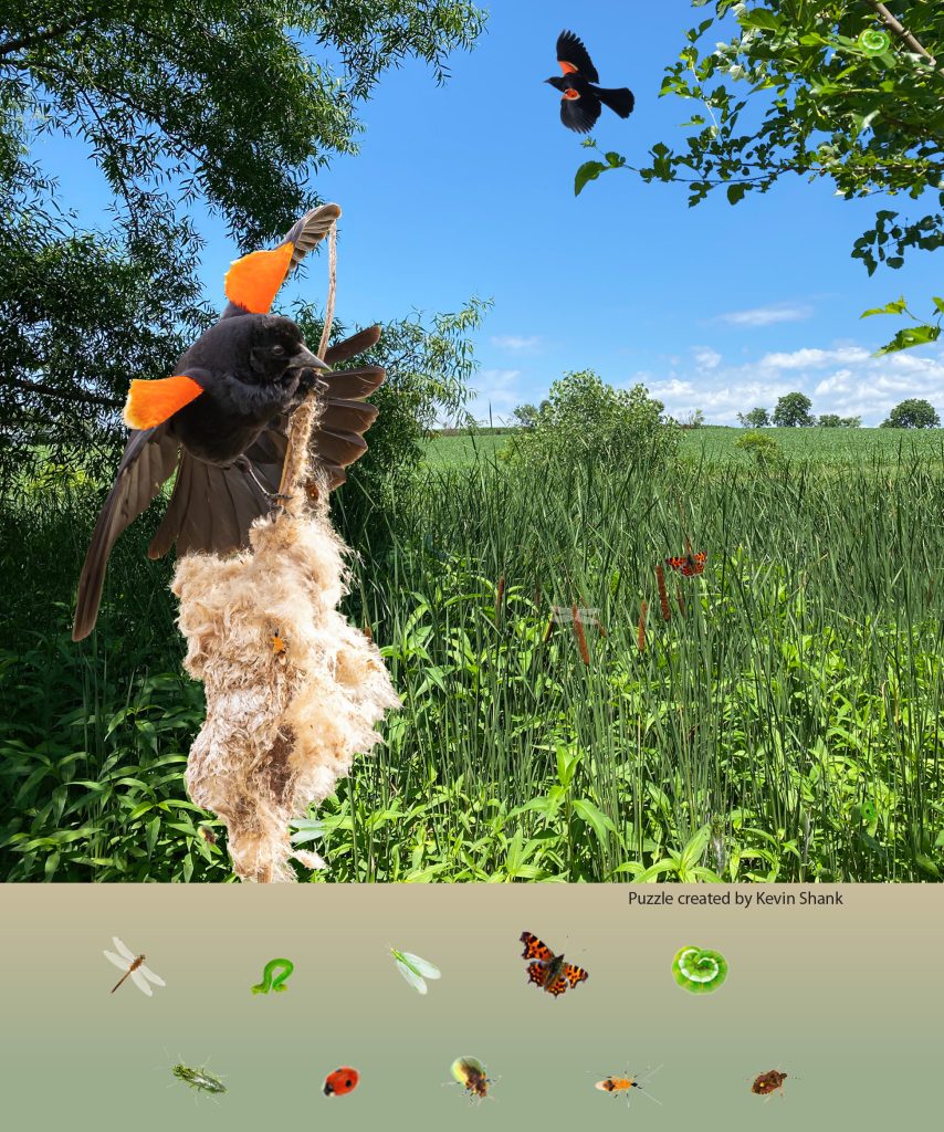 redwing blackbird invisibles puzzle
