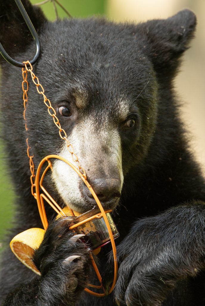 Black bear eating jelly