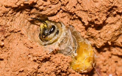 Plastic Bag Bees