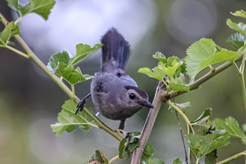 blurry gray catbird