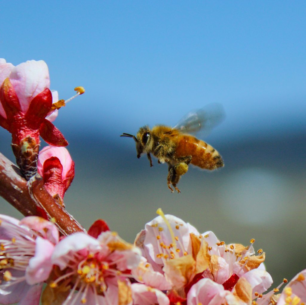 honeybee by flowers