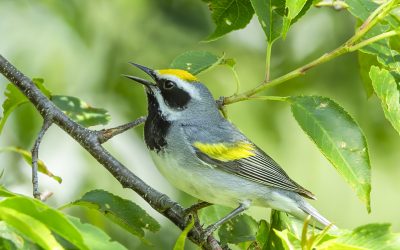 A Birder’s Walk in Glorious Spring