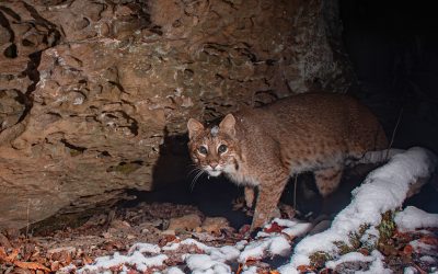 To Photograph a Bobcat With a Homemade DSLR Camera Trap