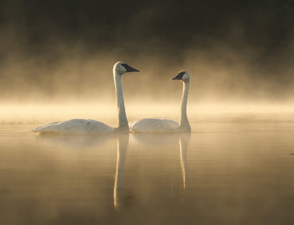 Trumpeter swan pair