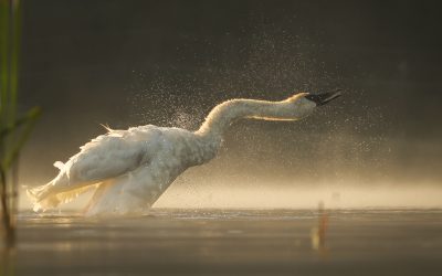 Foggy-morning Fun